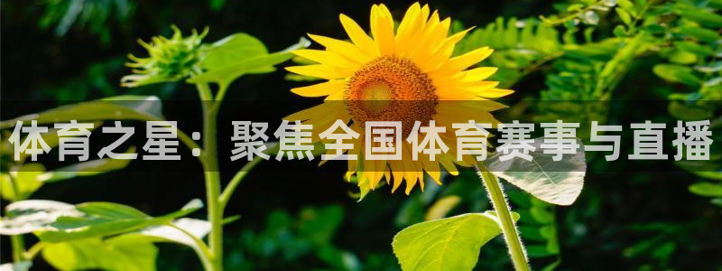 体育之星：聚焦全国体育赛事与直播