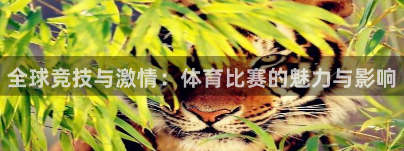全球竞技与激情：体育比赛的魅力与影响