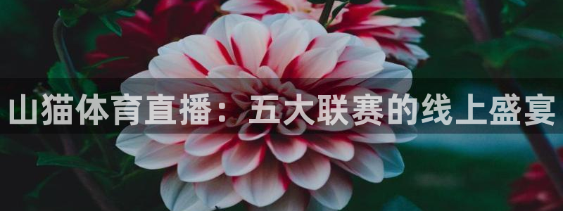 山猫体育直播：五大联赛的线上盛宴