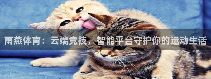 雨燕体育：云端竞技，智能平台守护你的运动生活