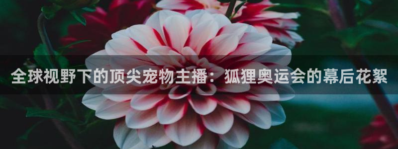 全球视野下的顶尖宠物主播：狐狸奥运会的幕后花絮