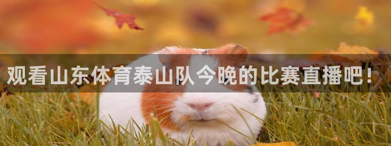 观看山东体育泰山队今晚的比赛直播吧！