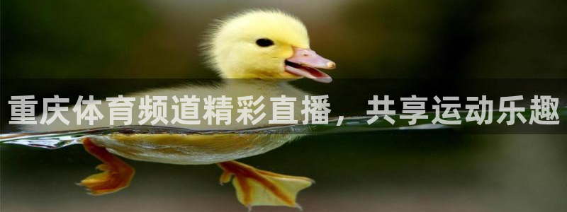 重庆体育频道精彩直播，共享运动乐趣