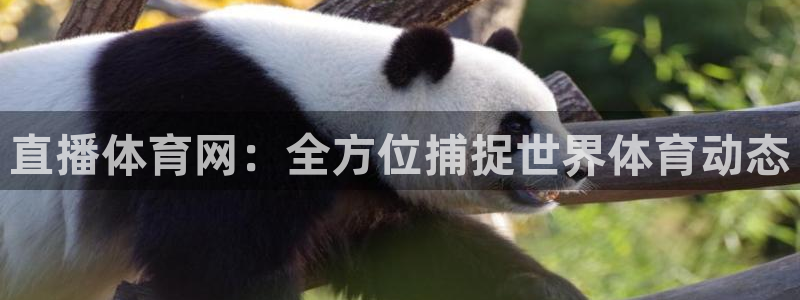 直播体育网：全方位捕捉世界体育动态